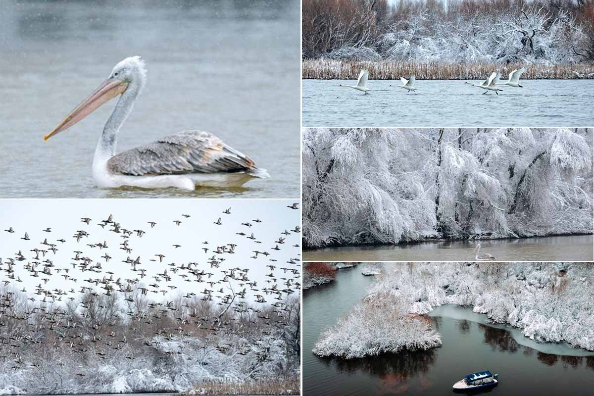 Iarna în Delta Dunării...
